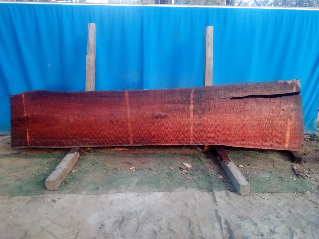 Sydney Blue Gum (TS846SBG)