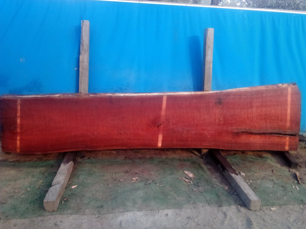 Sydney Blue Gum (TS846SBG)