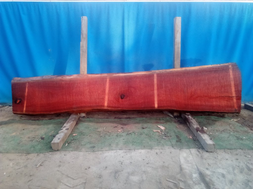 Sydney Blue Gum (TS848SBG)