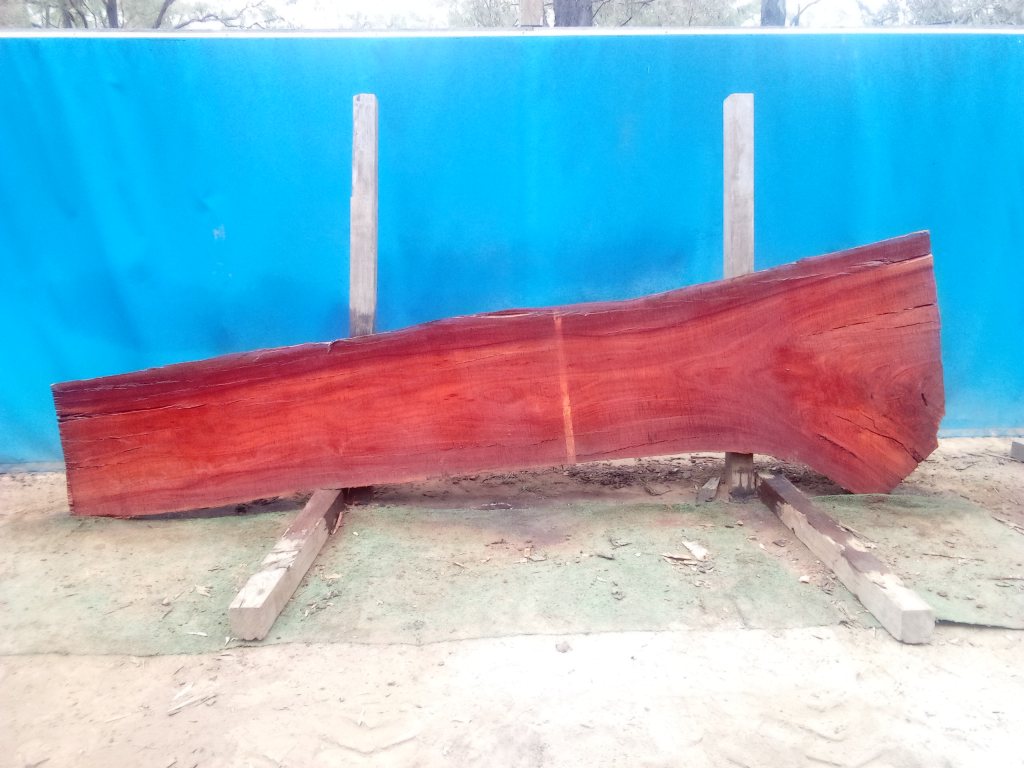 Sydney Blue Gum (TS851SBG)