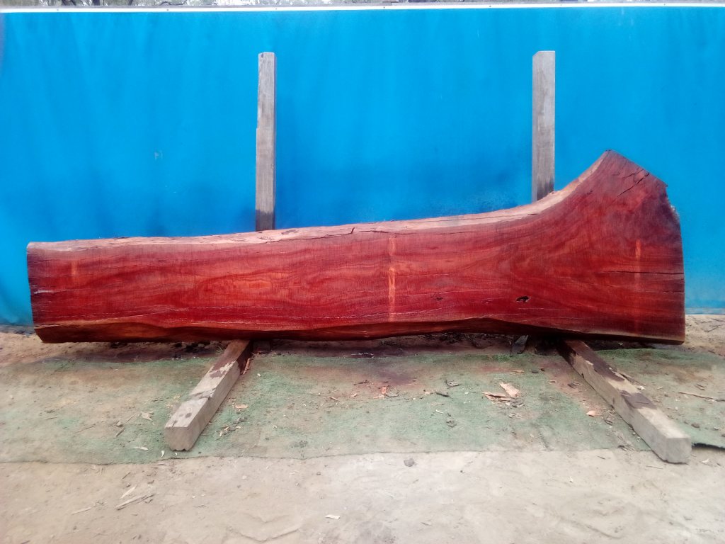 Sydney Blue Gum (TS851SBG)