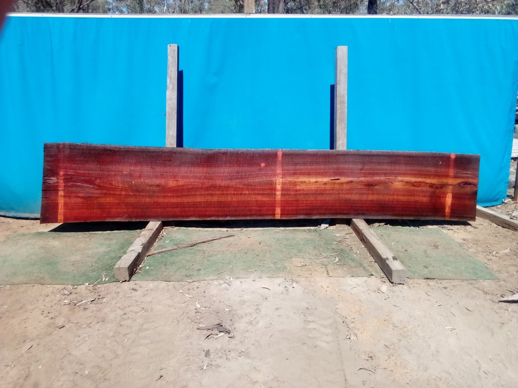 Sydney Blue Gum (TS854SBG)