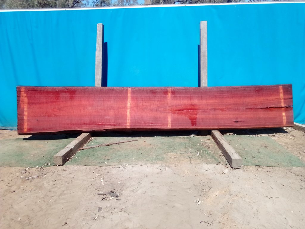 Sydney Blue Gum (TS854SBG)