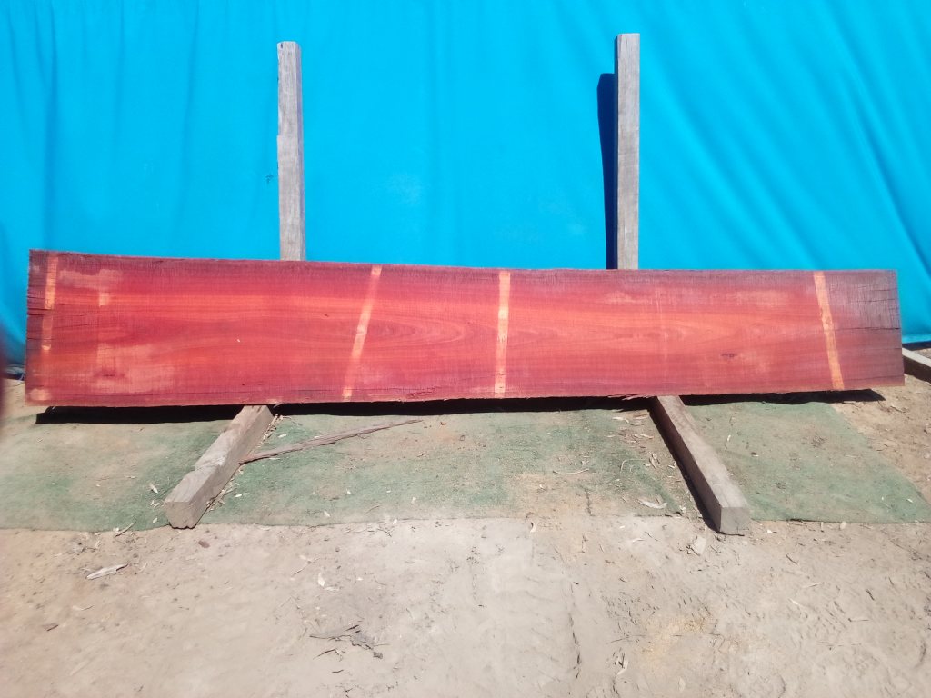 Sydney Blue Gum (TS855SBG)