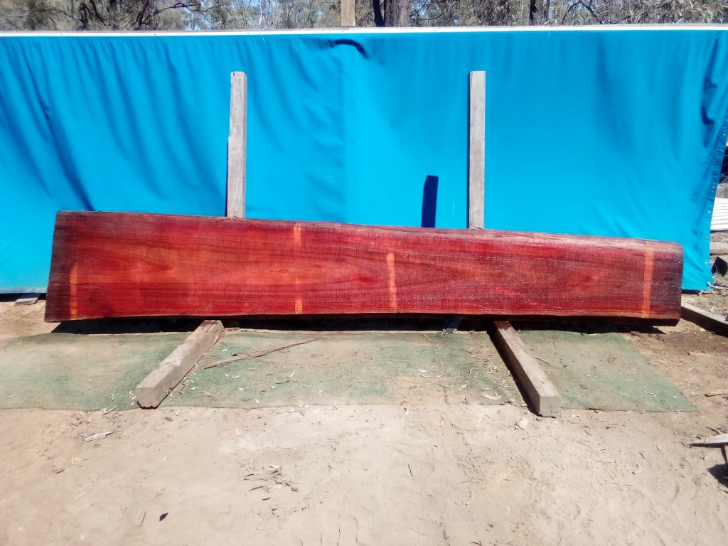 Sydney Blue Gum (TS855SBG)
