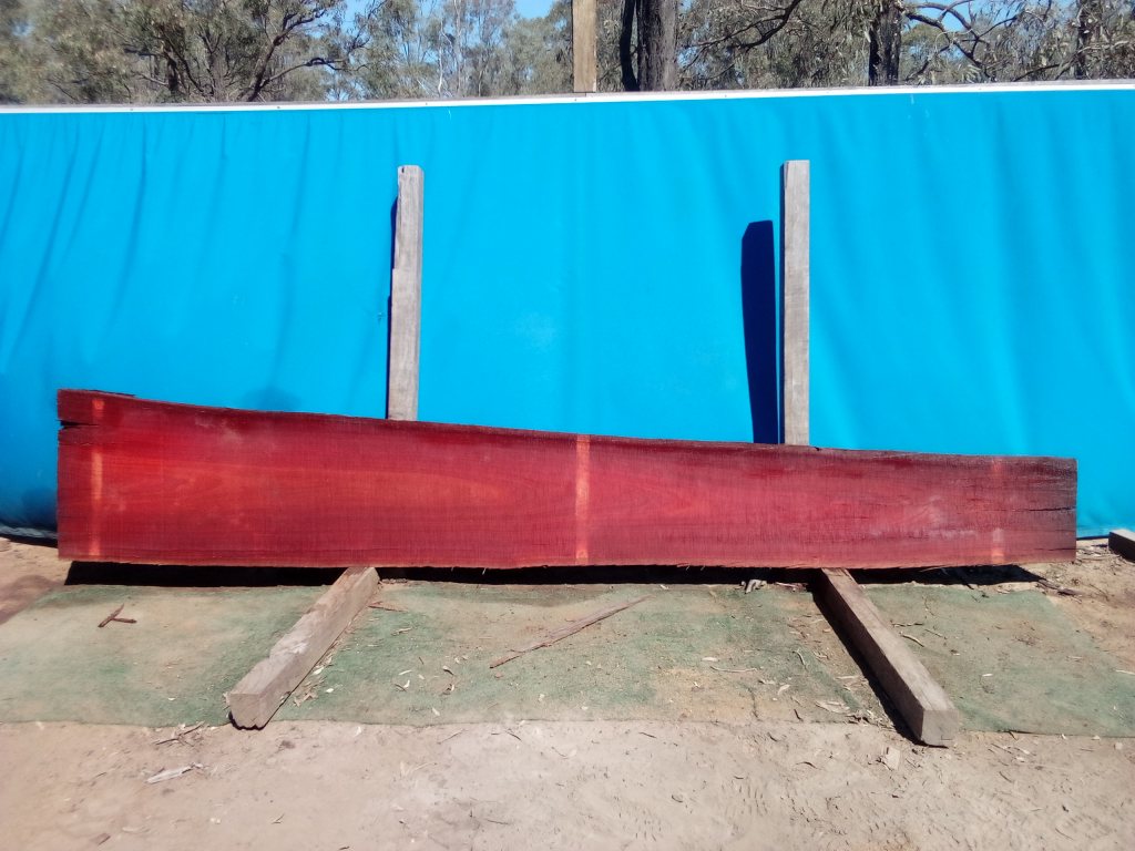 Sydney Blue Gum (TS856SBG)