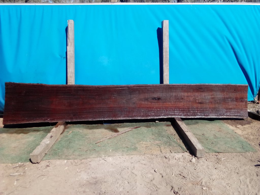 Sydney Blue Gum (TS857SBG)