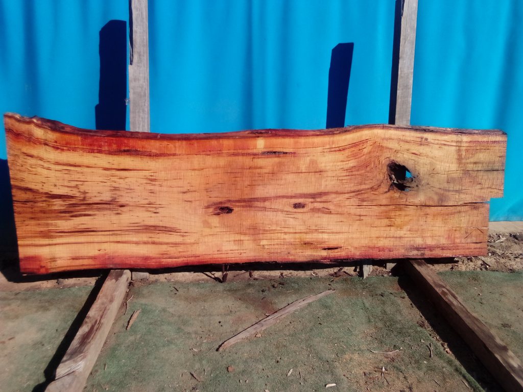 Blackbutt (TS858B)