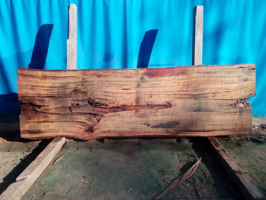 Blackbutt (TS861B)