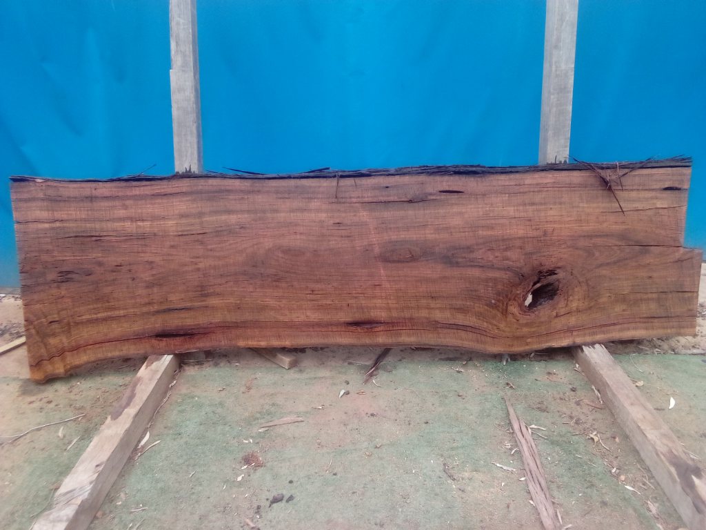 Blackbutt (TS864B)