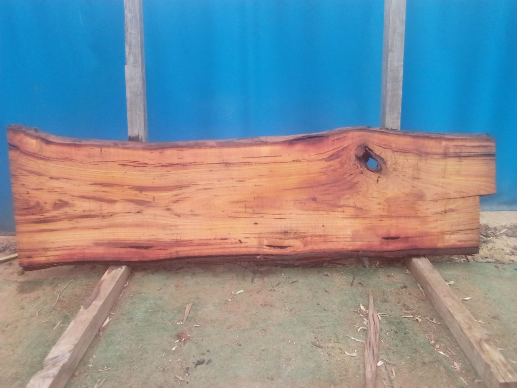 Blackbutt (TS864B)