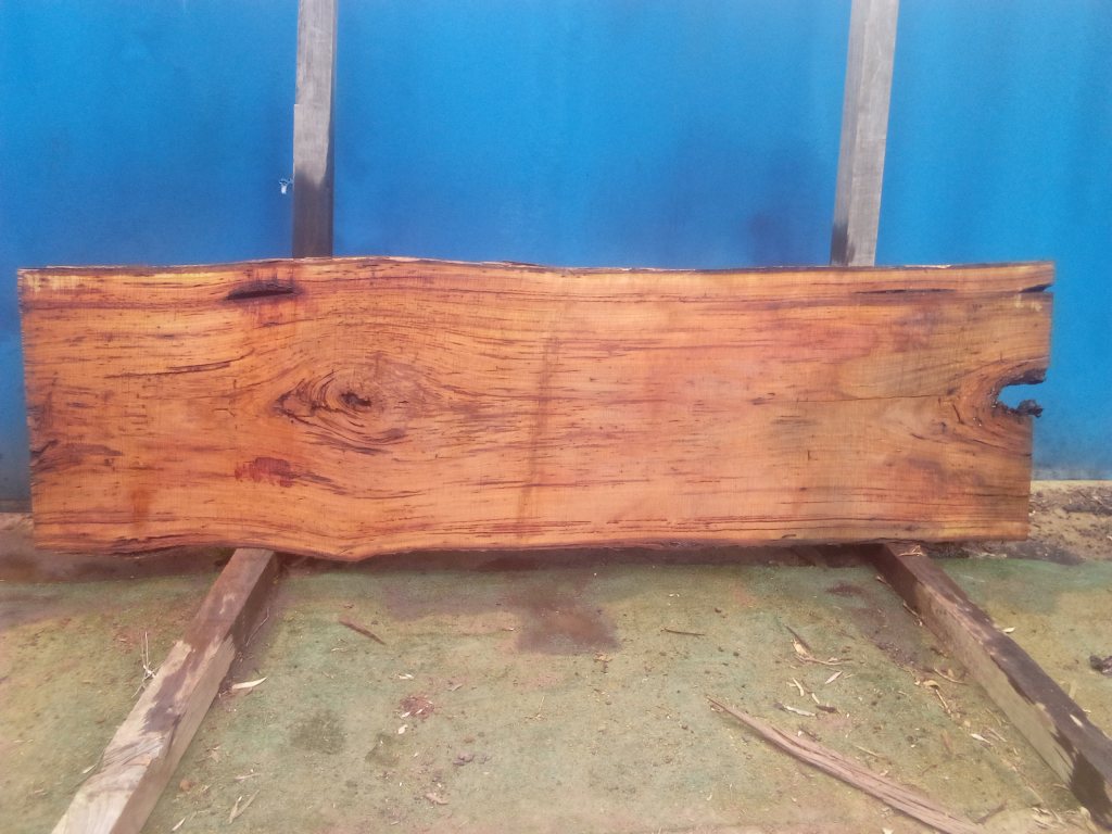 Blackbutt (TS865B)