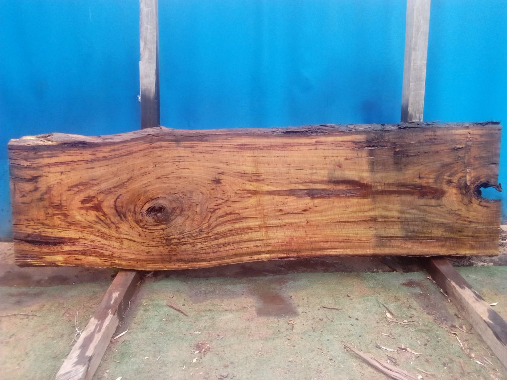 Blackbutt (TS865B)
