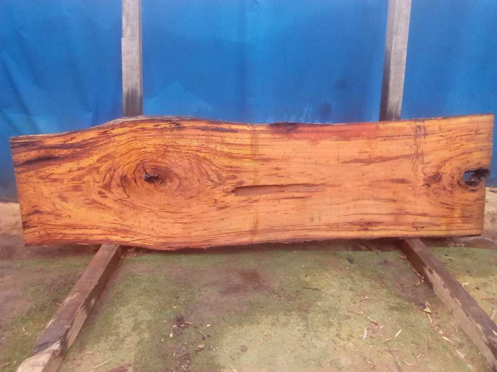 Blackbutt (TS866B)