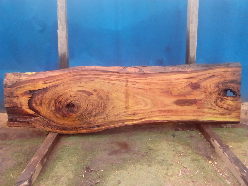 Blackbutt (TS866B)