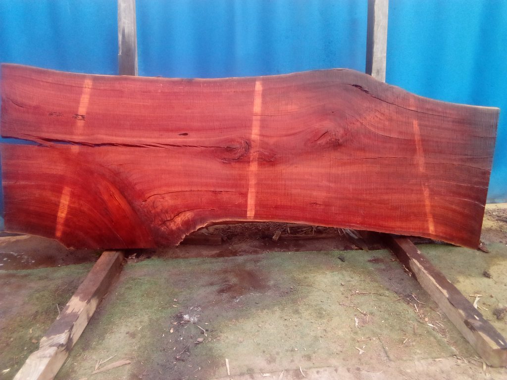 Sydney Blue Gum (TS867SBG)