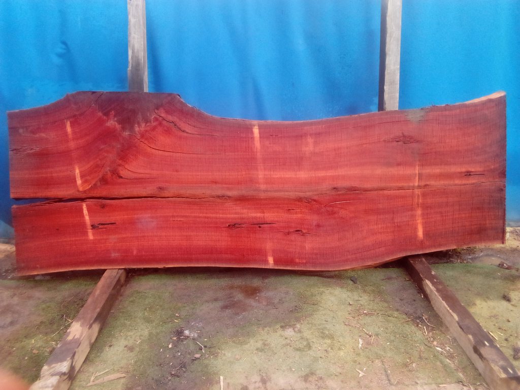 Sydney Blue Gum (TS867SBG)