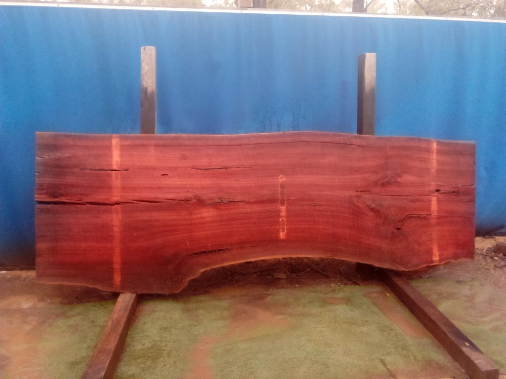 Sydney Blue Gum (TS868SBG)