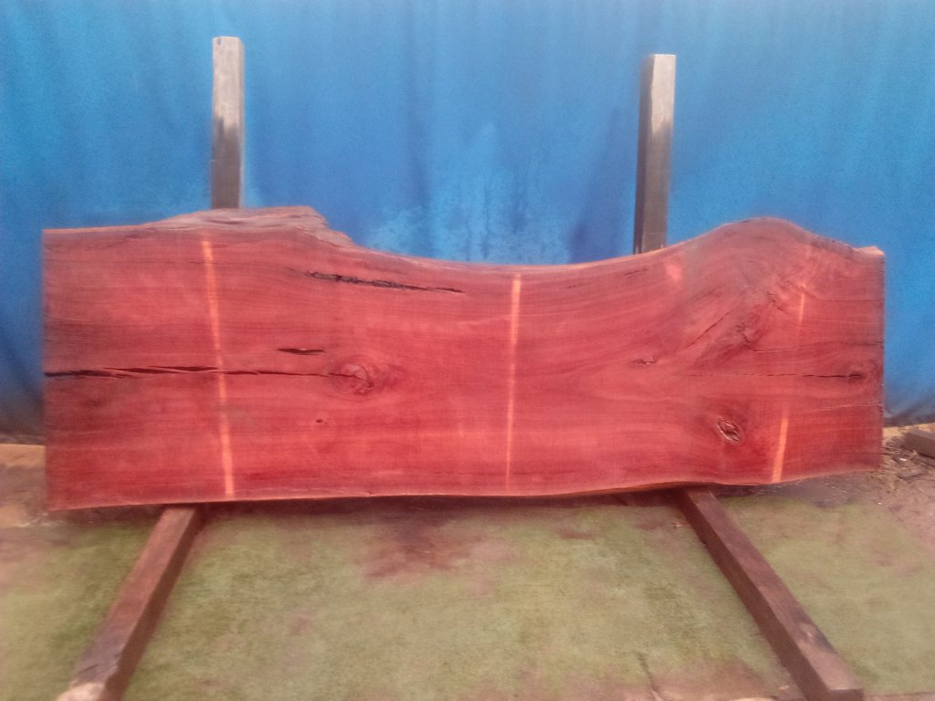 Sydney Blue Gum (TS868SBG)