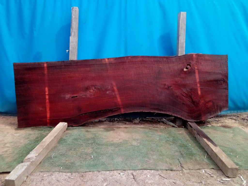 Sydney Blue Gum (TS869SBG)