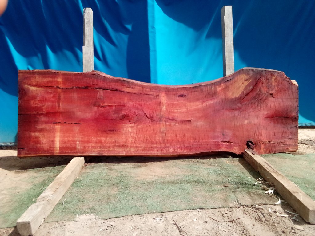 Sydney Blue Gum (TS869SBG)