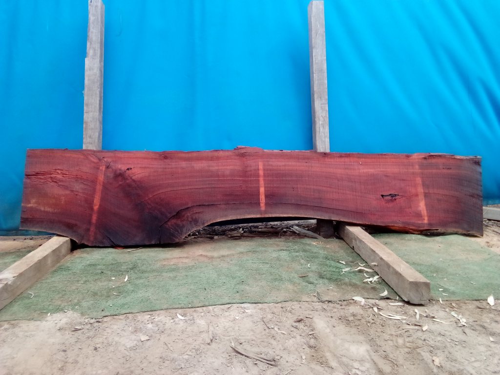 Sydney Blue Gum (TS870SBG)