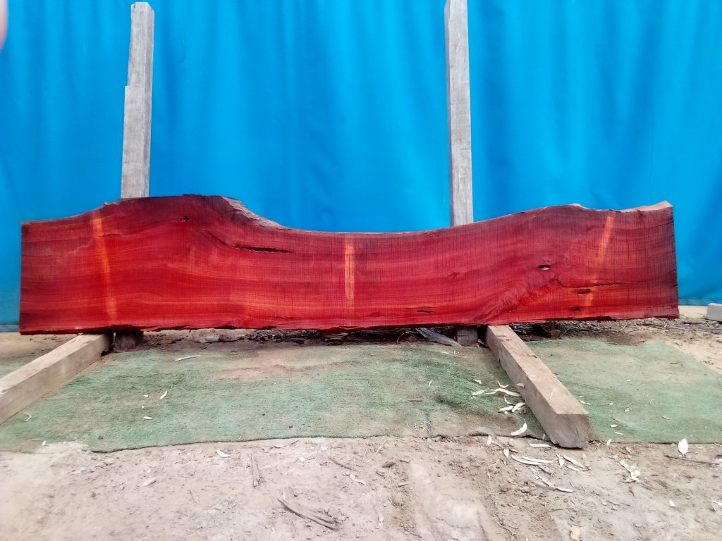 Sydney Blue Gum (TS870SBG)