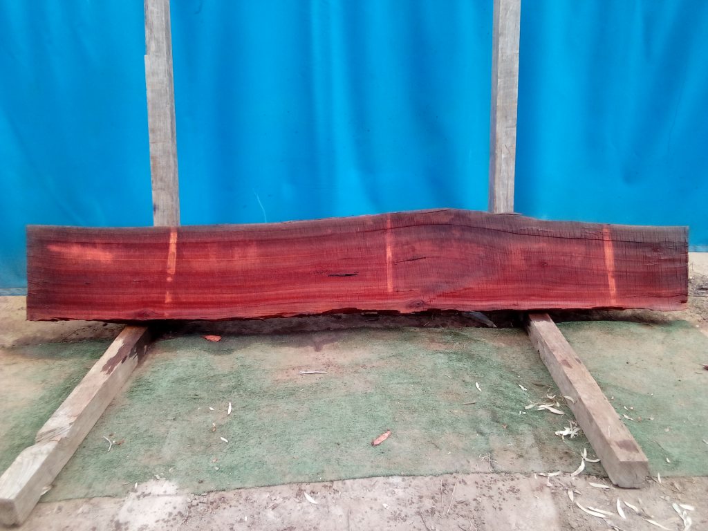 Sydney Blue Gum (TS871SBG)