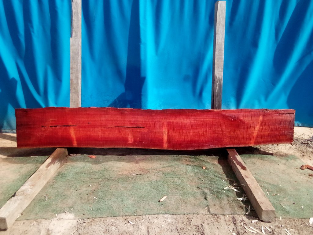Sydney Blue Gum (TS871SBG)