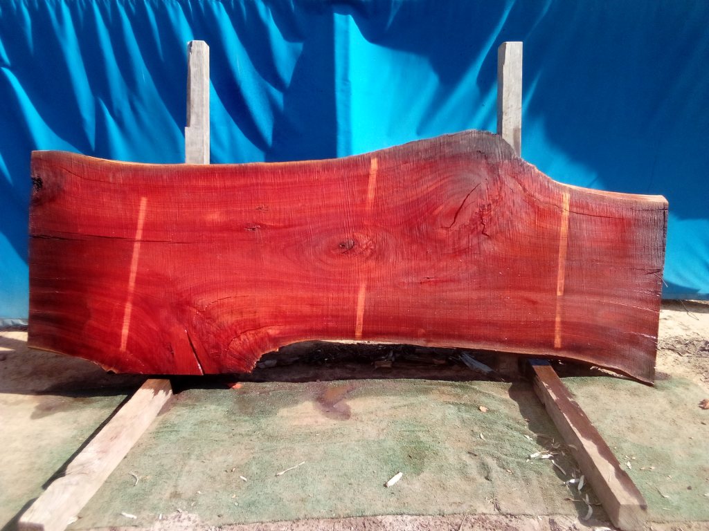 Sydney Blue Gum (TS872SBG)