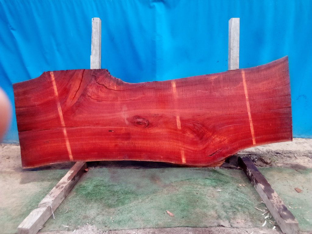 Sydney Blue Gum (TS872SBG)