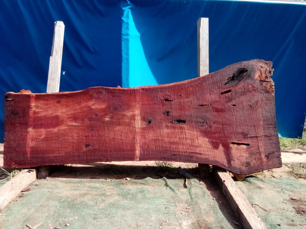 Sydney Blue Gum (TS893SBG)