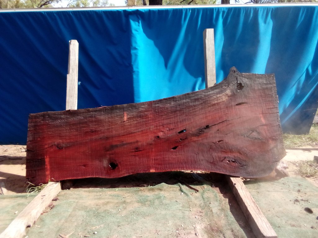 Sydney Blue Gum (TS893SBG)
