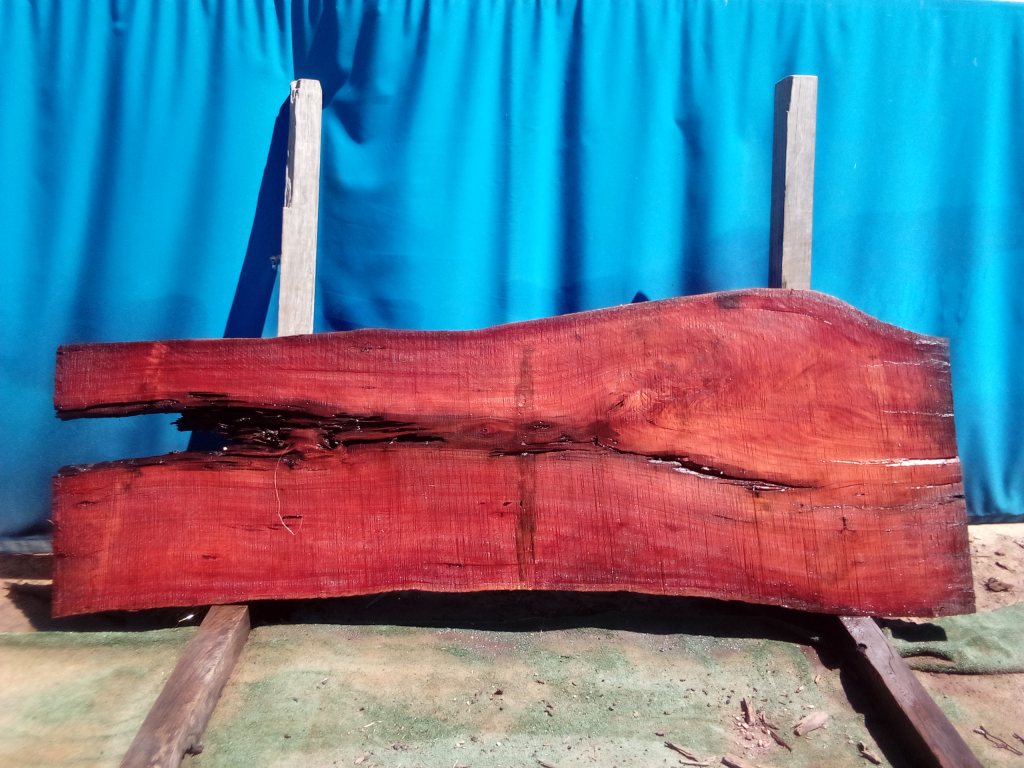 Sydney Blue Gum (TS896SBG)