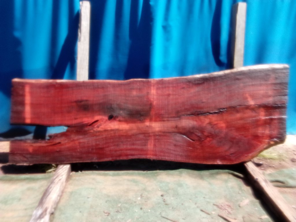 Sydney Blue Gum (TS896SBG)