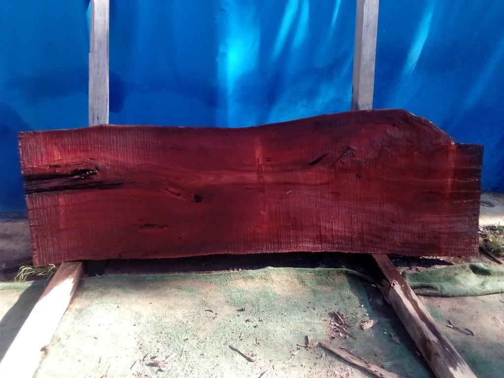 Sydney Blue Gum (TS897SBG)
