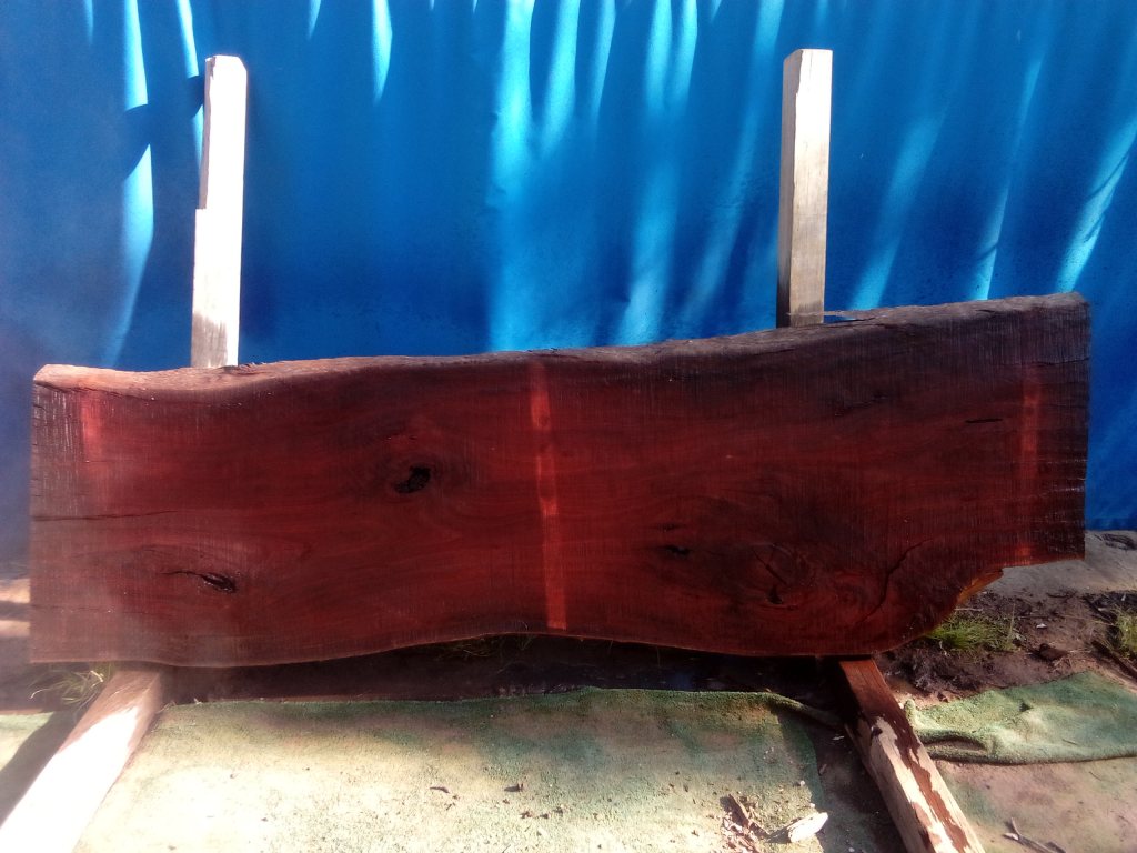 Sydney Blue Gum (TS897SBG)