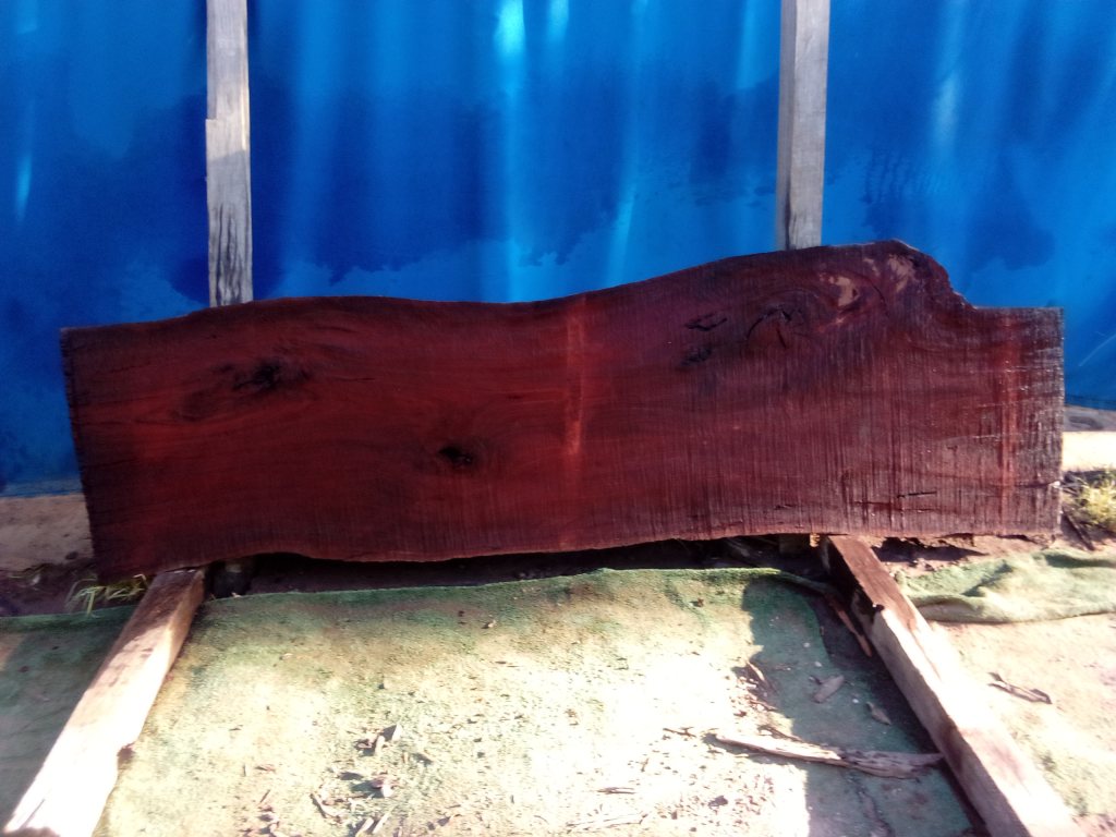 Sydney Blue Gum (TS898SBG)