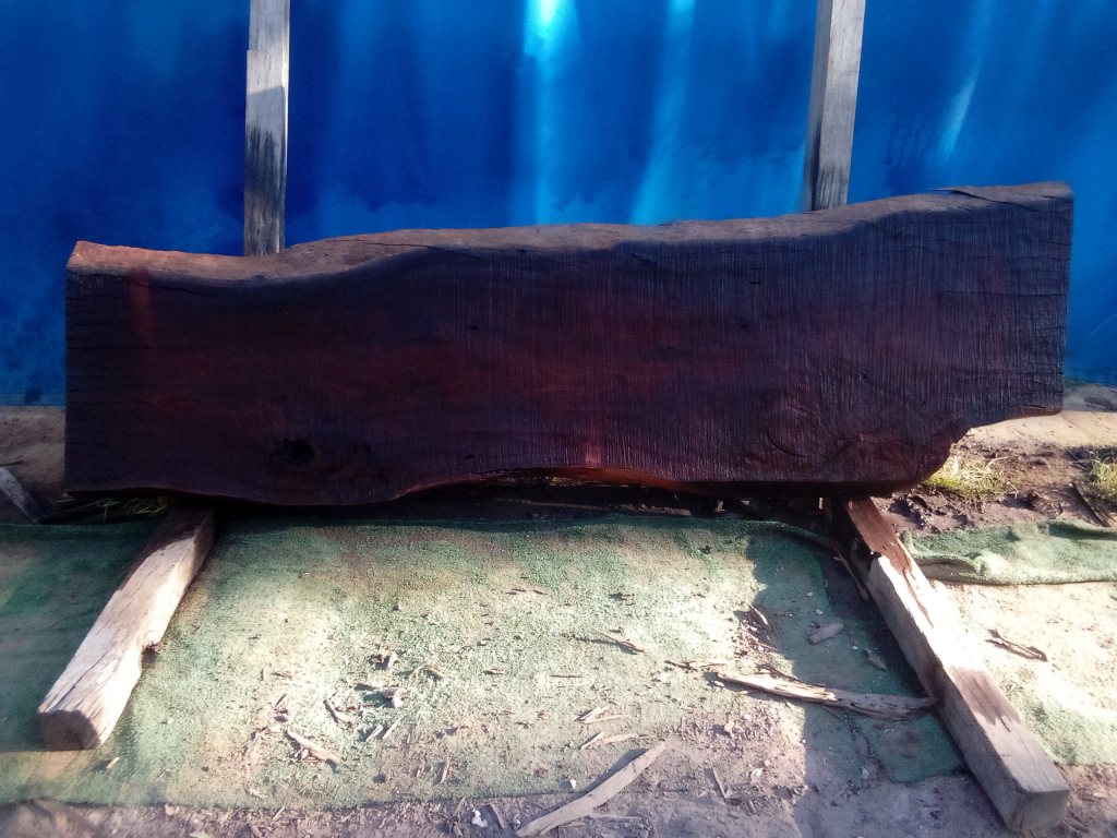 Sydney Blue Gum (TS898SBG)