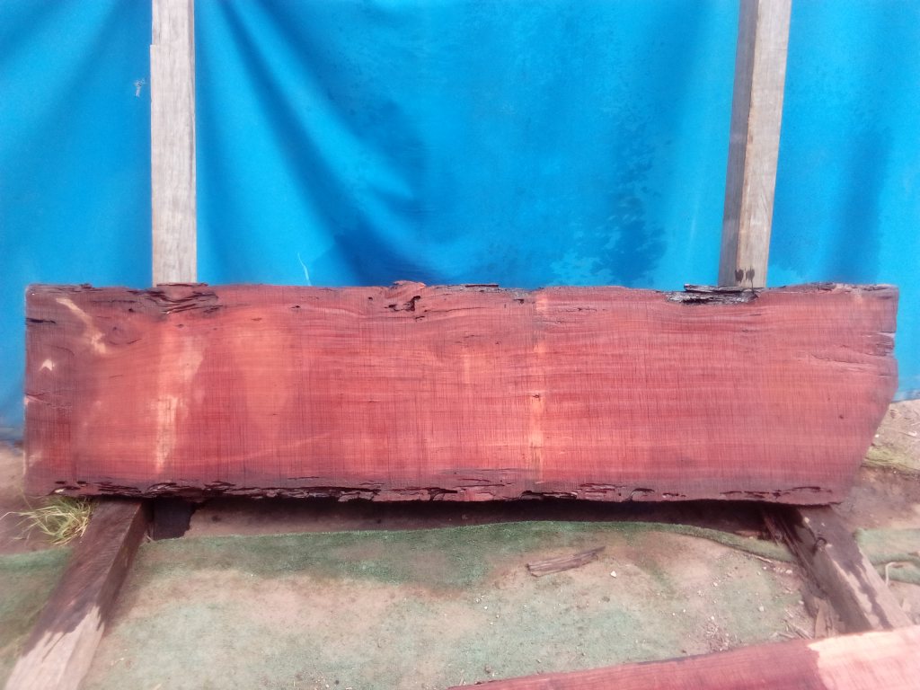Sydney Blue Gum (TS910SBG)
