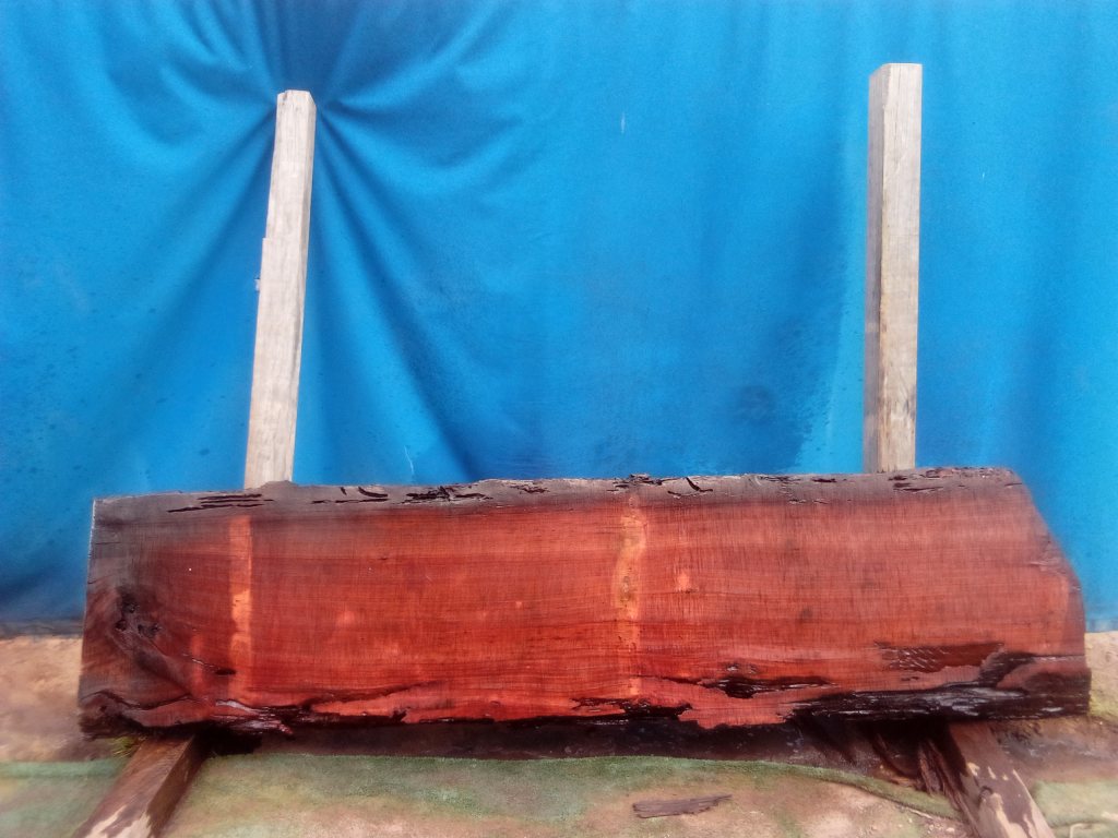 Sydney Blue Gum (TS910SBG)