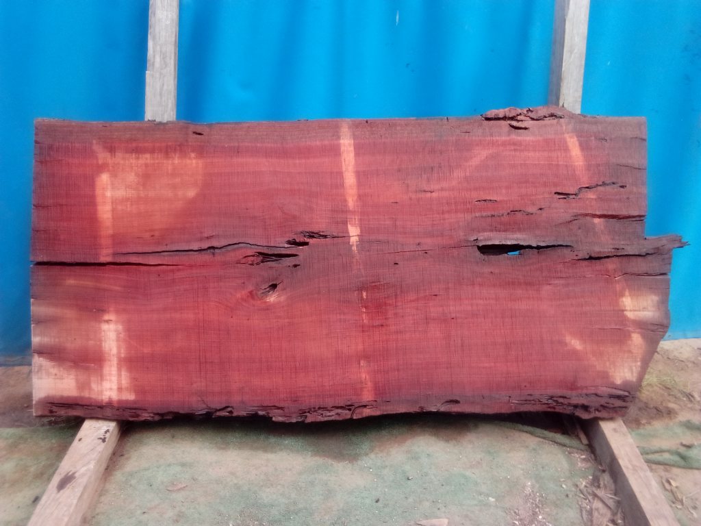 Sydney Blue Gum (TS912SBG)