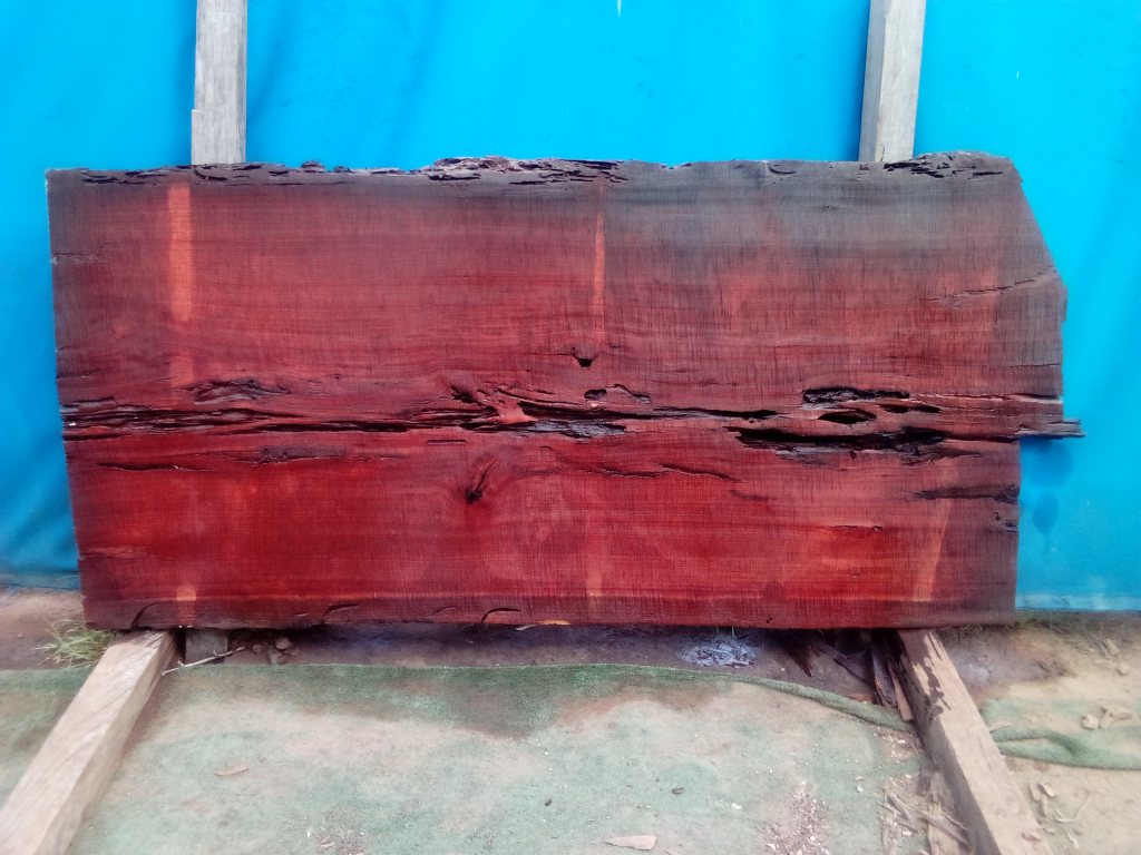 Sydney Blue Gum (TS912SBG)