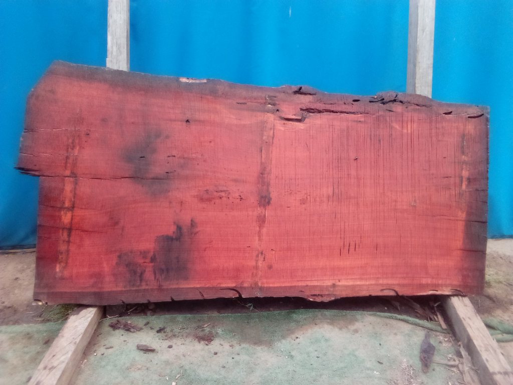 Sydney Blue Gum (TS913SBG)