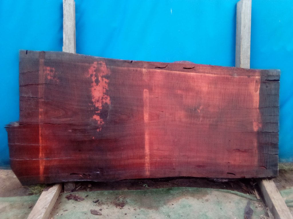 Sydney Blue Gum (TS913SBG)