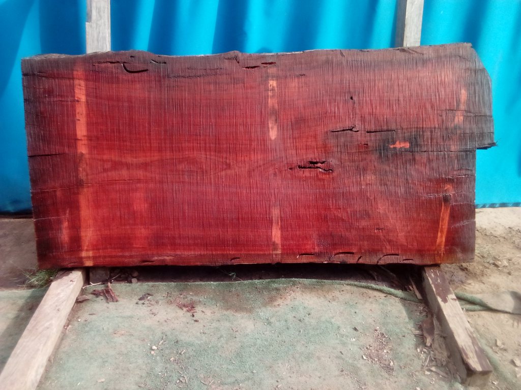 Sydney Blue Gum (TS914SBG)