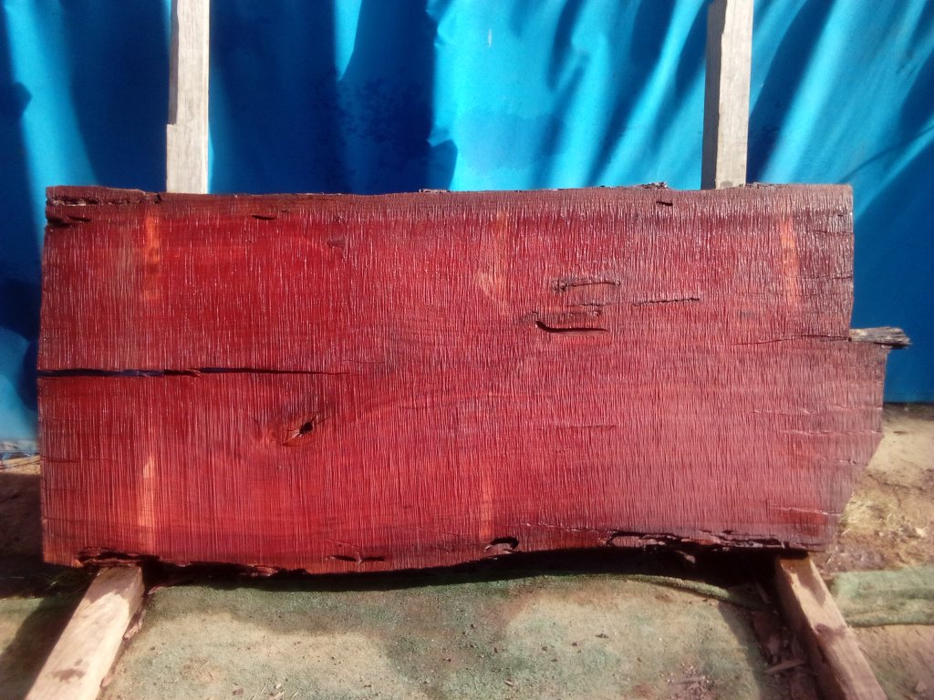 Sydney Blue Gum (TS915SBG)
