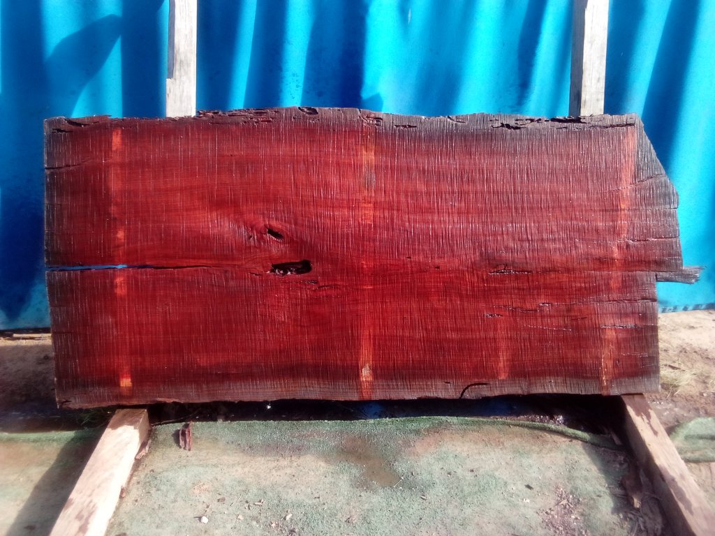 Sydney Blue Gum (TS915SBG)