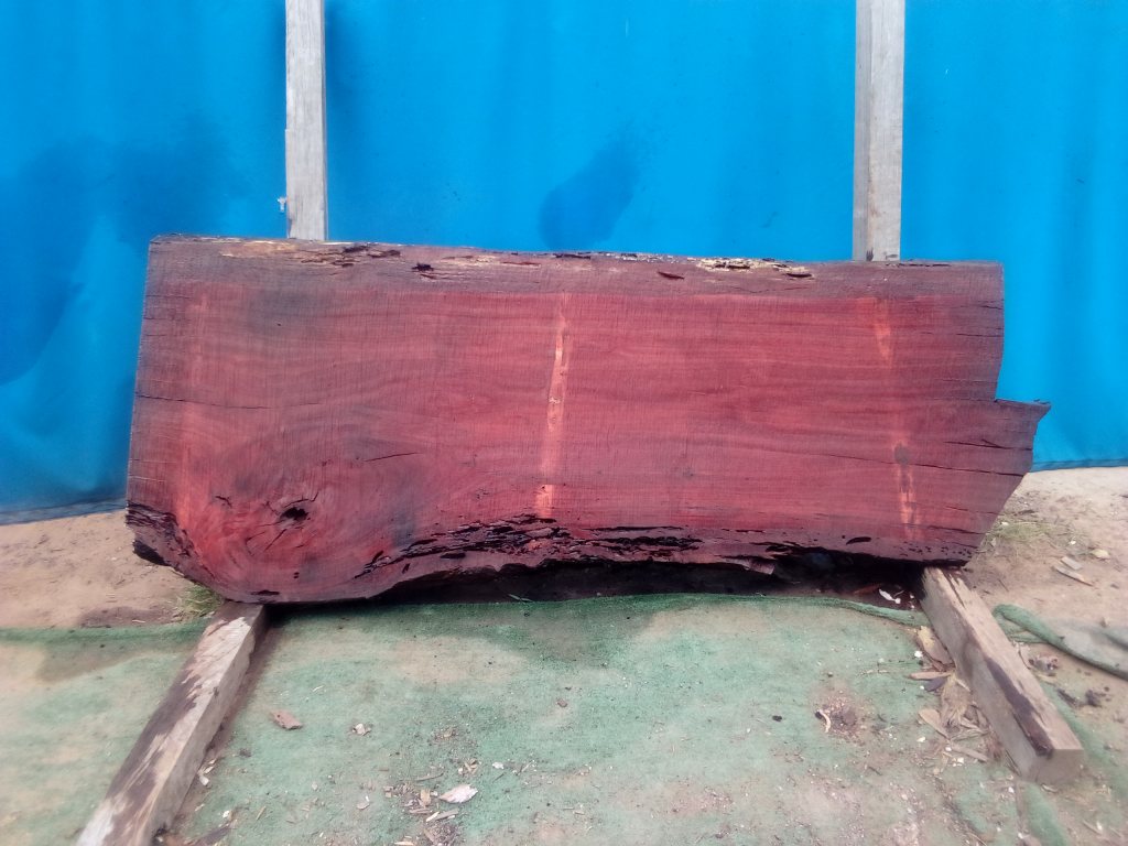 Sydney Blue Gum (TS918SBG)