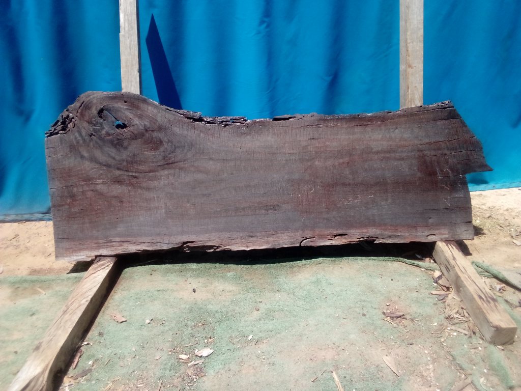 Sydney Blue Gum (TS919SBG)